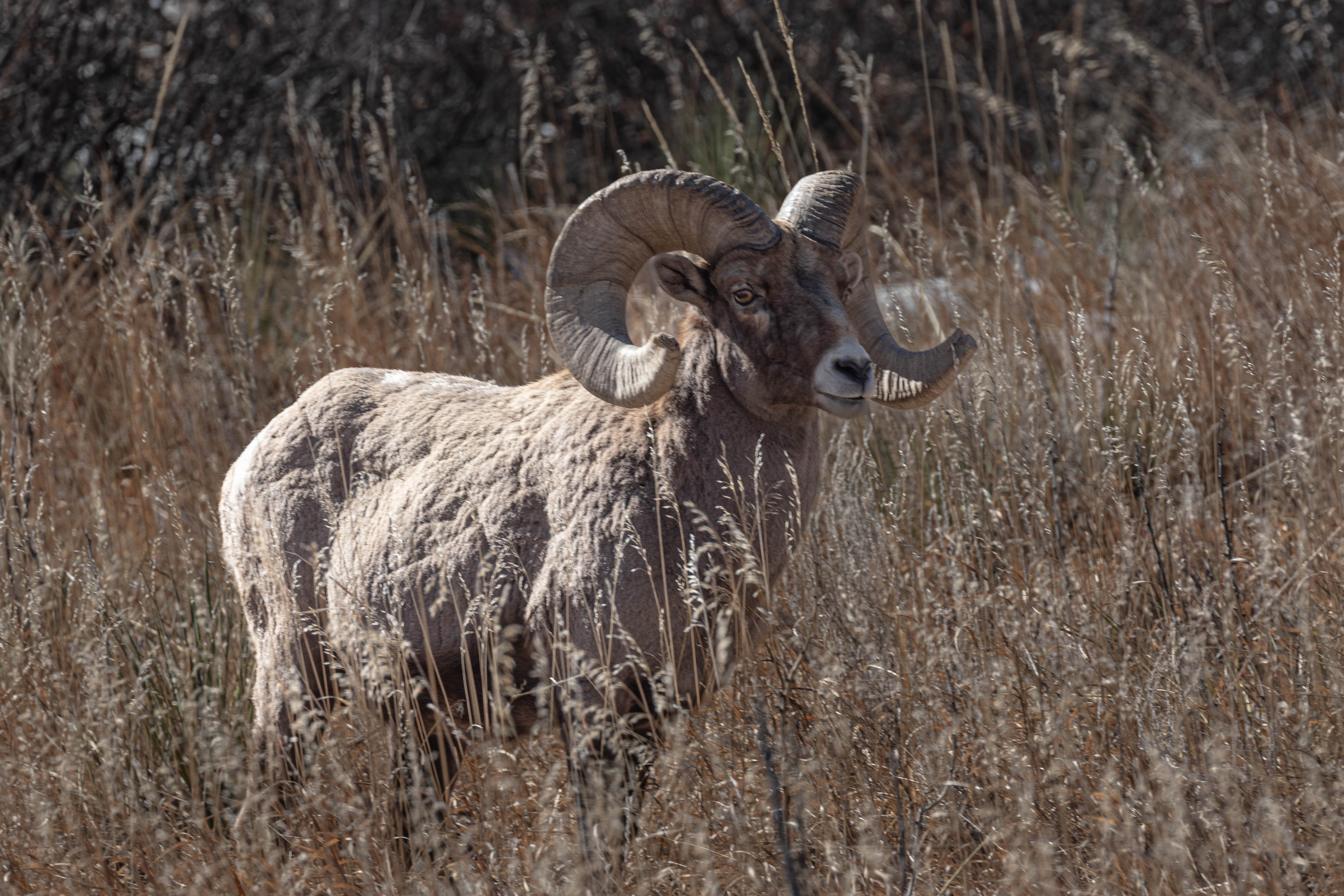 Bighorn Sheep