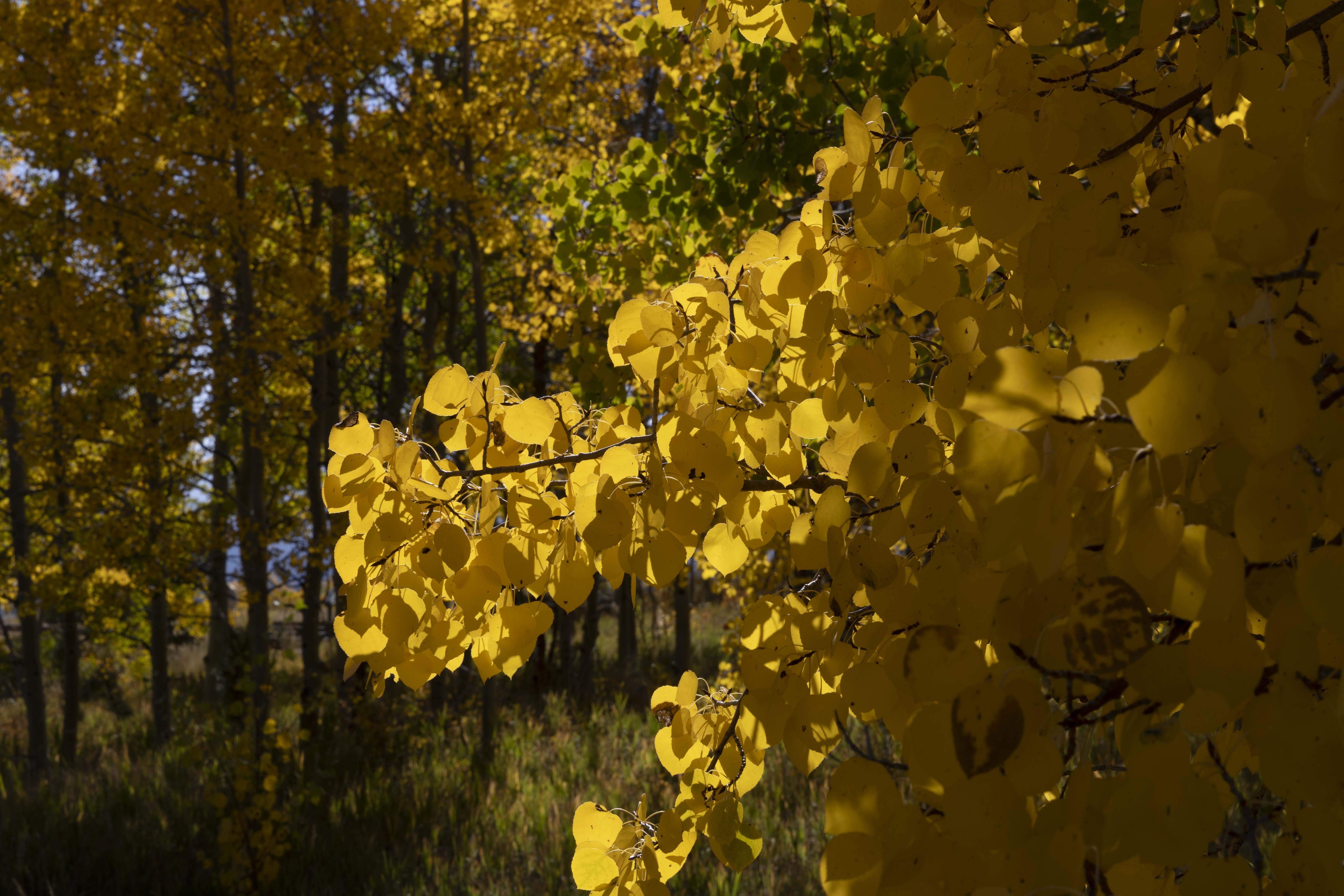 Quaking Aspen