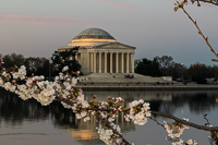 Cherry Blossoms photo