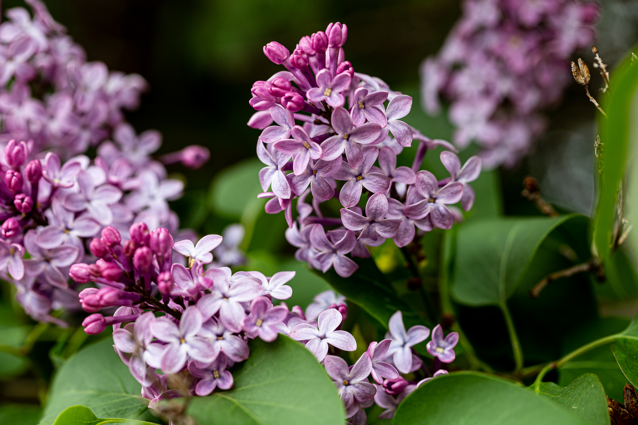 lilac photo