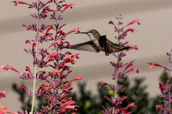 hummingbirds