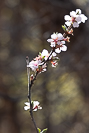 blossom-1