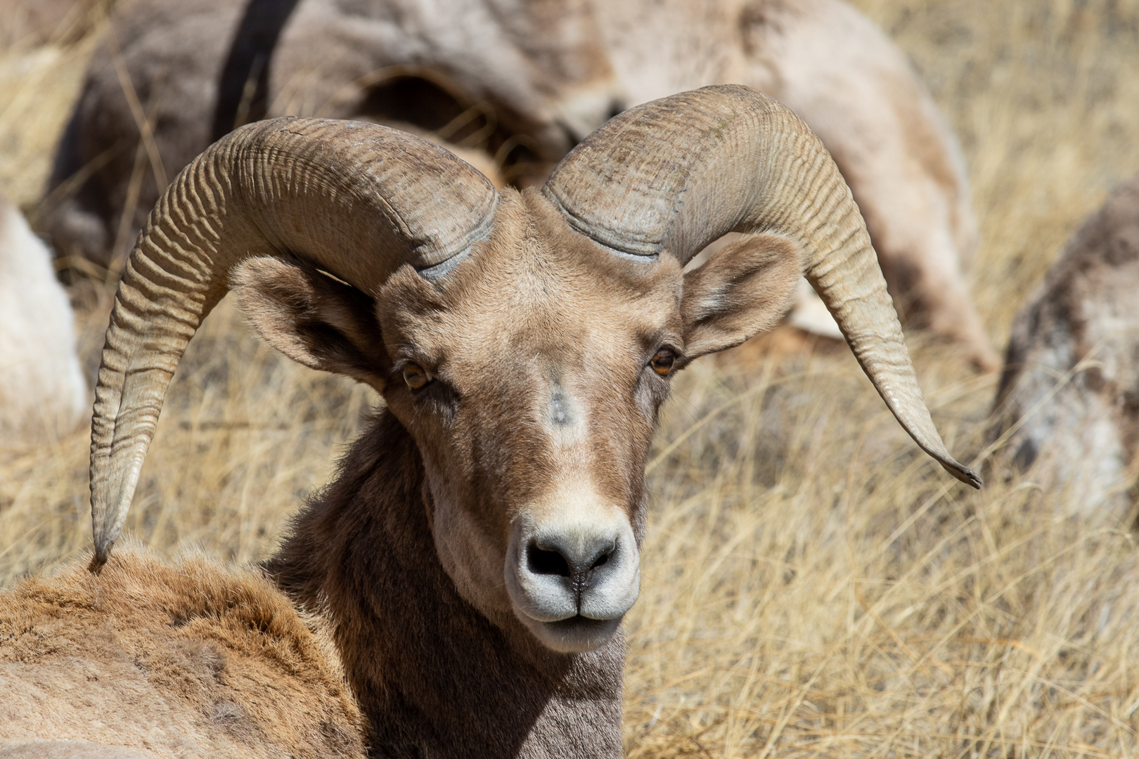 bighorn sheep