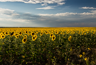 sunflowers-1