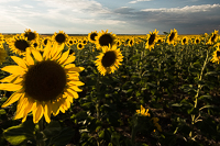 sunflowers-1