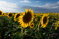sunflowers-1
