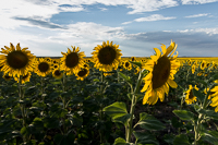 sunflowers-1