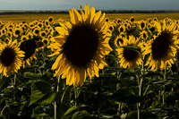 sunflower photo